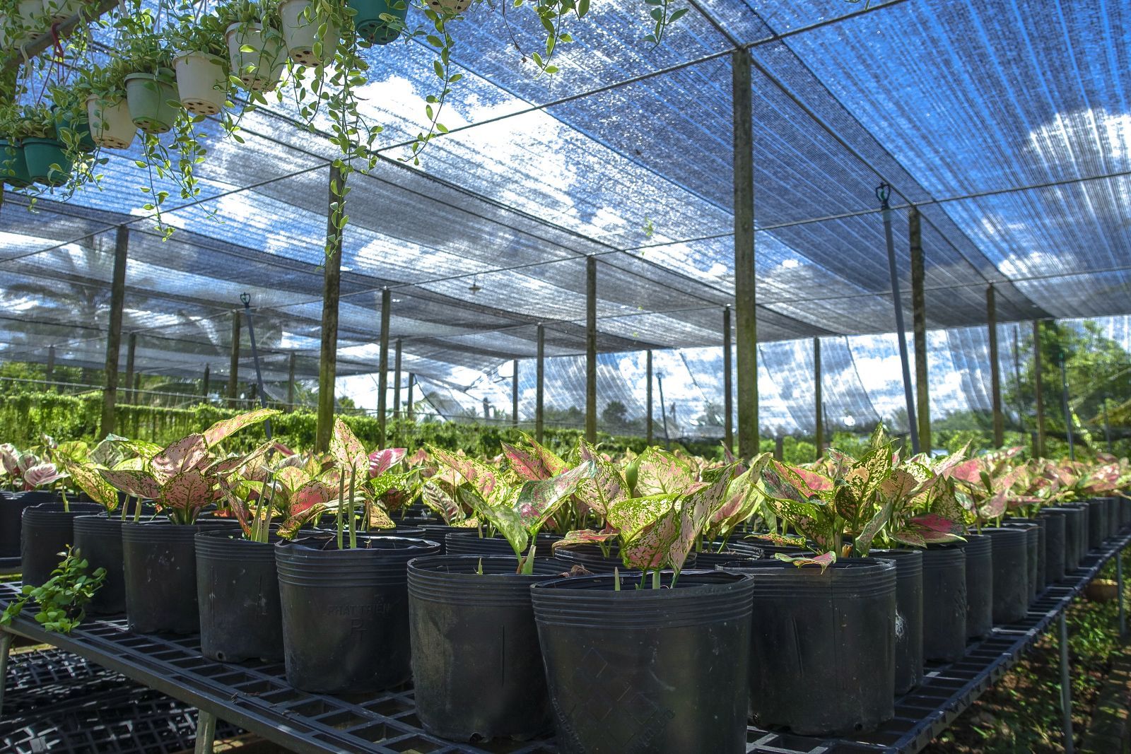 cần chọn lưới che lan phù hợp với từng loại hoa phong lan