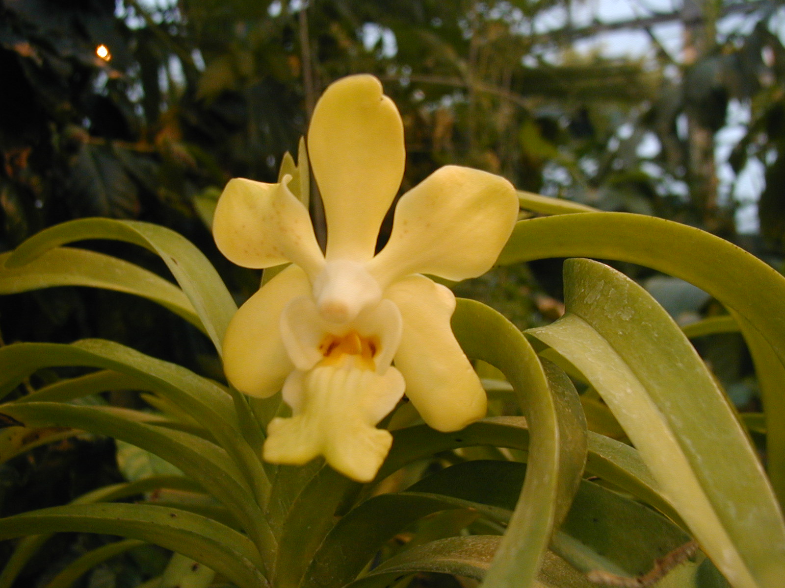 hoa phong lan Vanda