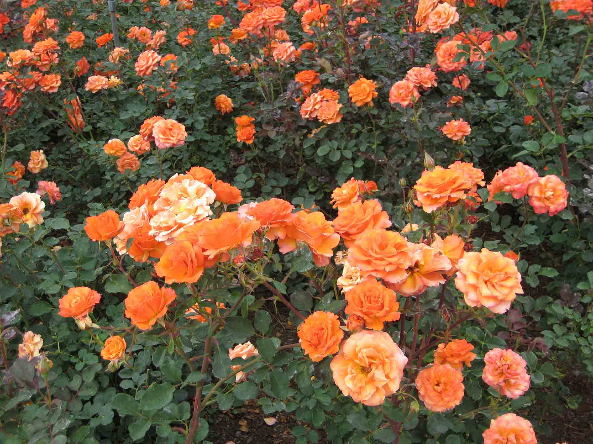 Tuyển tập hình ảnh vườn hoa hồng đẹp rực rỡ và lãng mạn 1 | Hoa, Hoa hồng  đẹp, Hoa hồng