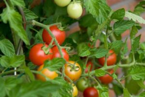 Hướng dẫn trồng cà chua trong nhà kính cho năng suất vượt trội